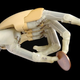 Illustration for article titled iLIMB Bionic Hand Looks, Feels Like the Real Thing